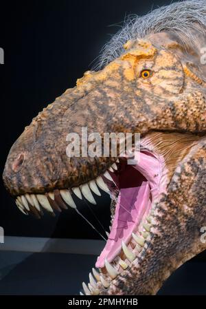 Close-up of a Tyrannosaurus Rex head. Detail of a real-life size of an adult animal (20 years old). Model or replica exhibited in the Royal Ontario Mus Stock Photo