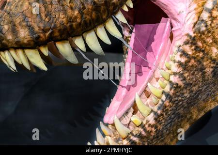 Close-up of the open mouth and teeth of a Tyrannosaurus Rex. Detail of a real life size of an adult animal (20 years old). Model or replica exhibited i Stock Photo