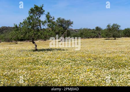 Flower meadow with crownwort (Glebionis coronaria), almond trees (Prunus dulcis), Majorca, Balearic Islands, Spain Stock Photo