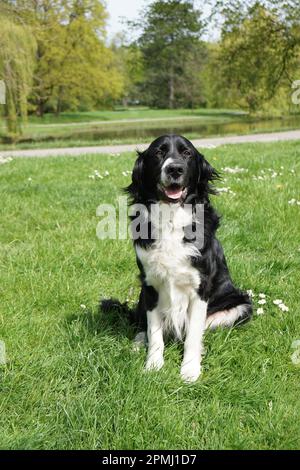 black and white border collie dog sitting in a park Stock Photo