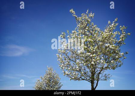 blooming cherry trees full of blossoms under a blue sky Stock Photo