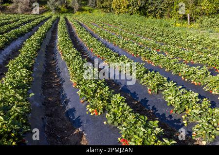 Strawberries from Limnitis, Cyprus Stock Photo Alamy