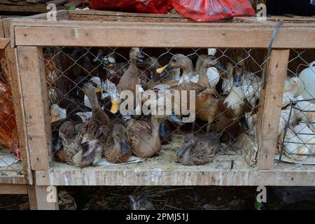 Ducks for sale at a market in Seririt, North Bali, Bali, Indonesia Stock Photo