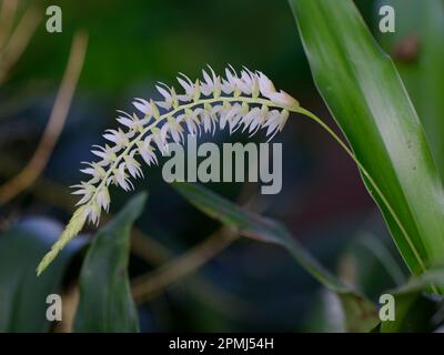 Glume-like hay-scented orchid (Dendrochilum glumaceum) Stock Photo
