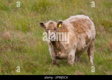 Luing cattle are a beef breed developed on the island of Luing in the Inner Hebrides of Scotland (1) by the Cadzow brothers (2) Stock Photo