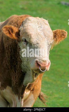 Domestic cattle, Simmental bull with ring through nose, close-up of head Stock Photo