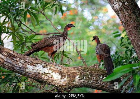 Chacoguan, pair on tree, Pantanal, Mato Grosso (Ortalis canicollis pantanalensis), Brazil Stock Photo