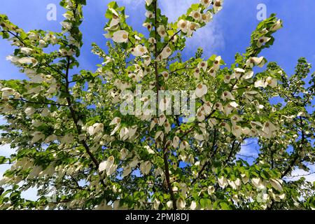 Germany, Baden-Wuerttemberg, Weinheim, Hermannshof, flowering handkerchief tree (Davidia involucrata) Stock Photo