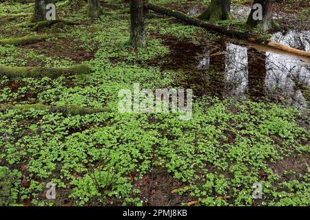 Common wood sorrel (Oxalis acetosella) bracken, protected forest, Schutzwald, Waldschutzgebiet, Pfrunger-Burgweiler Ried, Baden-Wuerttemberg, Germany Stock Photo