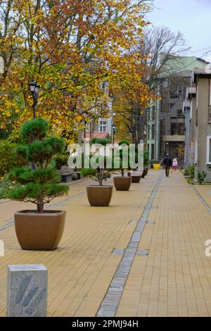 Autumn city, alley green bonsai planted in pots in middle of street Stock Photo