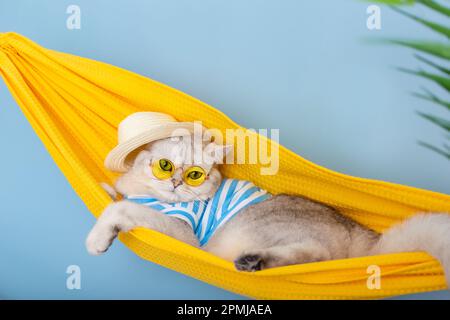 Premium Photo  Portrait of a cute white cat sitting in a straw hat on a  white background