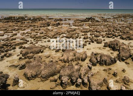 Stratum Riock Stromatolites or stromatoliths (from Ancient Greek στρῶμα (strôma), GEN ...