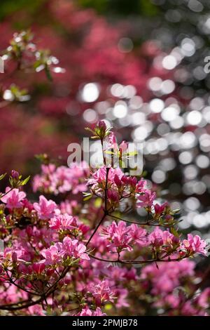 Pink rhododendron azalia flowers, bursting into colour in spring ...