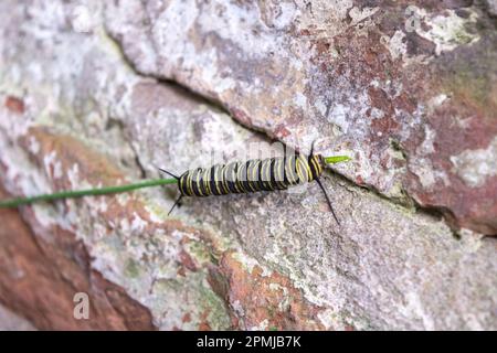 caterpillar of a monarch butterfly Stock Photo