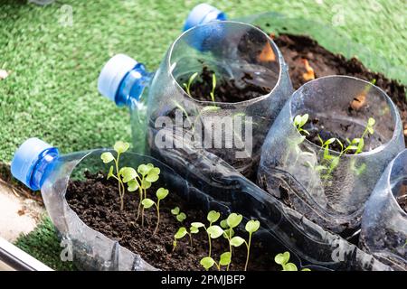 Small seedlings of arugula, parsley and onion in plastic bottles on a balcony. Urban garden concept. Stock Photo