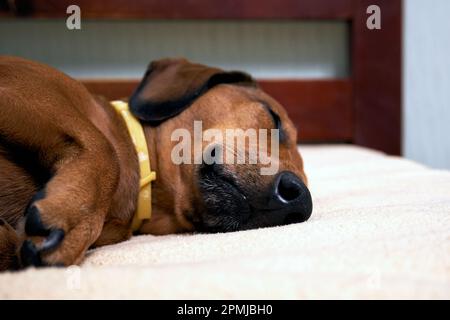 Sleeping dog on the bed. Sleeping dachshund muzzle close up Stock Photo