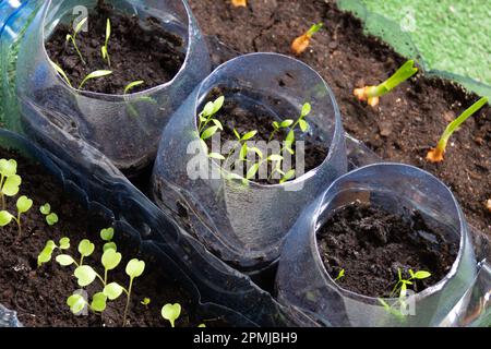 Small seedlings of arugula, parsley and onion in plastic bottles on a balcony. Urban garden concept. Stock Photo