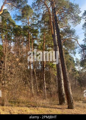 Spring in the pine forest. Spring forest landscape Stock Photo