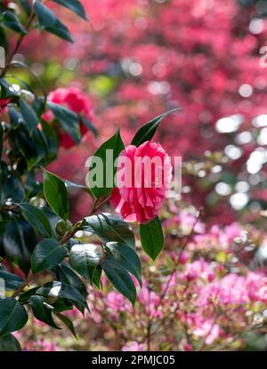 Pink rhododendron azalia flowers, bursting into colour in spring ...