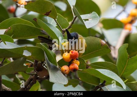 Black-crested bulbul (Rubigula flaviventris) observed in Rongtong in West Bengal, India Stock Photo