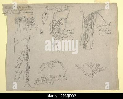 Drawing, Botanical Studies made from the Rio Magdalena, Colombia: Parasite, Dead Tree; Frederic Edwin Church (American, 1826–1900); Colombia; graphite on gray wove paper; Sheet: 21.5 x 28.2 cm (8 7/16 x 11 1/8 in.) Stock Photo