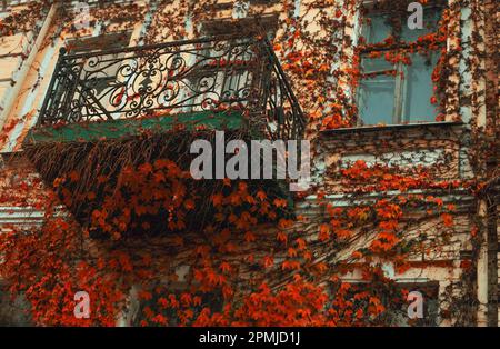 Rustic small house with Colorful grapevine-covered old wall. Autumn red leaves. Stock Photo