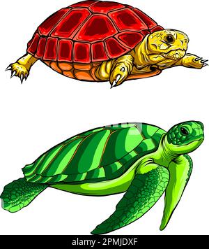 vector illustration of cute turtle set on white background. digital hand draw design Stock Vector