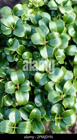 Ligustrum japonicum rotundifolium hi-res stock photography and images -  Alamy