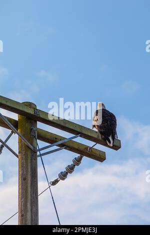 Bald Eagle perched on a power pole along the Steveston waterfront in British Columbia Canada Stock Photo