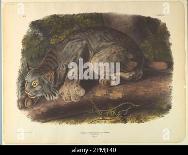 Print, Canada Lynx; After John James Audubon (1780 – 1851); Printed by J.T. Bowen (American, 1801 - 1856); USA; hand-colored lithograph on wove paper; 54 x 69.5 cm (21 1/4 x 27 3/8 in.) Stock Photo