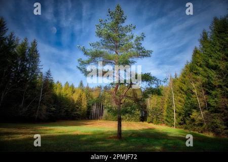 DE - BAVARIA: In the Lime Light - Lone Pine Tree in the Bucher Laichfilze (Moor) Stock Photo