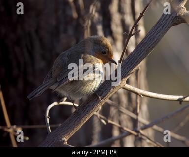 European robin, erithacus rubecula sitting on the twig in the the woods, sunny spring day, no people. Stock Photo