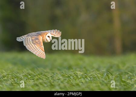 Owl Stock Photo