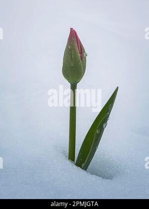 Unbloomed young tulip flower growing under the white snow. Water drops on the bud and leaves Stock Photo