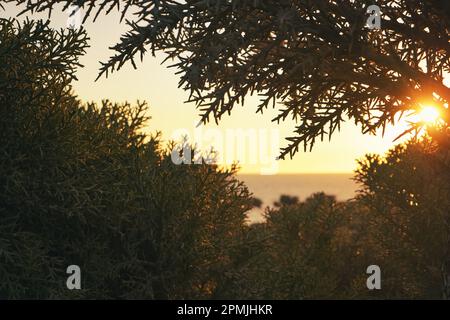 Orange sun sets down behind horizon, calm sea, tropical bushes with spikes - Euphorbia stenoclada - in foreground Stock Photo
