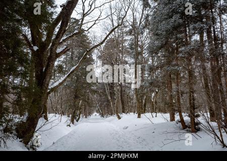 Togakushi, Nagano Prefecture, Japan. 13th Feb, 2023. Snow-covered winter scenes on hiking trails with tall ancient Japanese cedar trees, most of which are over 400 years old.Togakushi (æˆ¸éš å±±) Shrine is a Shinto shrine. The shrine is at the base of Mount Togakushi in MyÅkÅ-Togakushi Renzan National Park. Togakushi Shrine consists of five shrines, known as the lower, middle, and upper shrine area (Togakushi HÅkÅ-sha, Hino-miko-sha, Togakushi ChÅ«-sha, Togakushi Oku-sha and Kuzuryu-sha respectively), each area about 2 km apart.The shrine is dedicated to the god of the mountain, and Stock Photo