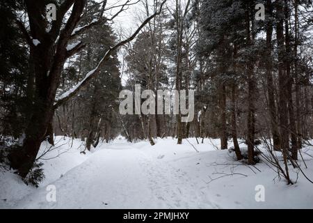 Togakushi, Nagano Prefecture, Japan. 13th Feb, 2023. Snow-covered winter scenes on hiking trails with tall ancient Japanese cedar trees, most of which are over 400 years old.Togakushi (æˆ¸éš å±±) Shrine is a Shinto shrine. The shrine is at the base of Mount Togakushi in MyÅkÅ-Togakushi Renzan National Park. Togakushi Shrine consists of five shrines, known as the lower, middle, and upper shrine area (Togakushi HÅkÅ-sha, Hino-miko-sha, Togakushi ChÅ«-sha, Togakushi Oku-sha and Kuzuryu-sha respectively), each area about 2 km apart.The shrine is dedicated to the god of the mountain, and Stock Photo