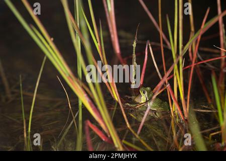 The Italian tree frog (Hyla intermedia) is a species of frog in the family Hylidae, found in Italy, Slovenia and Switzerland. Stock Photo