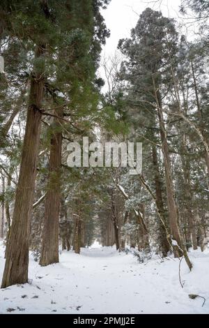 Togakushi, Nagano Prefecture, Japan. 13th Feb, 2023. Snow-covered winter scenes on hiking trails with tall ancient Japanese cedar trees, most of which are over 400 years old.Togakushi (æˆ¸éš å±±) Shrine is a Shinto shrine. The shrine is at the base of Mount Togakushi in MyÅkÅ-Togakushi Renzan National Park. Togakushi Shrine consists of five shrines, known as the lower, middle, and upper shrine area (Togakushi HÅkÅ-sha, Hino-miko-sha, Togakushi ChÅ«-sha, Togakushi Oku-sha and Kuzuryu-sha respectively), each area about 2 km apart.The shrine is dedicated to the god of the mountain, and Stock Photo