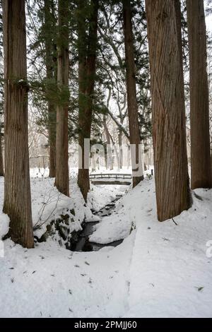 Togakushi, Nagano Prefecture, Japan. 13th Feb, 2023. Snow-covered winter scenes on hiking trails with tall ancient Japanese cedar trees, most of which are over 400 years old.Togakushi (æˆ¸éš å±±) Shrine is a Shinto shrine. The shrine is at the base of Mount Togakushi in MyÅkÅ-Togakushi Renzan National Park. Togakushi Shrine consists of five shrines, known as the lower, middle, and upper shrine area (Togakushi HÅkÅ-sha, Hino-miko-sha, Togakushi ChÅ«-sha, Togakushi Oku-sha and Kuzuryu-sha respectively), each area about 2 km apart.The shrine is dedicated to the god of the mountain, and Stock Photo