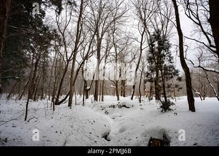 Togakushi, Nagano Prefecture, Japan. 13th Feb, 2023. Snow-covered winter scenes on hiking trails with tall ancient Japanese cedar trees, most of which are over 400 years old.Togakushi (æˆ¸éš å±±) Shrine is a Shinto shrine. The shrine is at the base of Mount Togakushi in MyÅkÅ-Togakushi Renzan National Park. Togakushi Shrine consists of five shrines, known as the lower, middle, and upper shrine area (Togakushi HÅkÅ-sha, Hino-miko-sha, Togakushi ChÅ«-sha, Togakushi Oku-sha and Kuzuryu-sha respectively), each area about 2 km apart.The shrine is dedicated to the god of the mountain, and Stock Photo