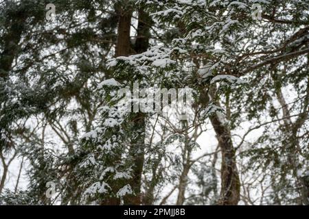 Togakushi, Nagano Prefecture, Japan. 13th Feb, 2023. Snow-covered winter scenes on hiking trails with tall ancient Japanese cedar trees, most of which are over 400 years old.Togakushi (æˆ¸éš å±±) Shrine is a Shinto shrine. The shrine is at the base of Mount Togakushi in MyÅkÅ-Togakushi Renzan National Park. Togakushi Shrine consists of five shrines, known as the lower, middle, and upper shrine area (Togakushi HÅkÅ-sha, Hino-miko-sha, Togakushi ChÅ«-sha, Togakushi Oku-sha and Kuzuryu-sha respectively), each area about 2 km apart.The shrine is dedicated to the god of the mountain, and Stock Photo