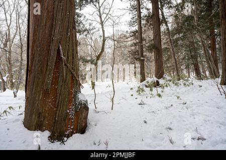 Togakushi, Nagano Prefecture, Japan. 13th Feb, 2023. Snow-covered winter scenes on hiking trails with tall ancient Japanese cedar trees, most of which are over 400 years old.Togakushi (æˆ¸éš å±±) Shrine is a Shinto shrine. The shrine is at the base of Mount Togakushi in MyÅkÅ-Togakushi Renzan National Park. Togakushi Shrine consists of five shrines, known as the lower, middle, and upper shrine area (Togakushi HÅkÅ-sha, Hino-miko-sha, Togakushi ChÅ«-sha, Togakushi Oku-sha and Kuzuryu-sha respectively), each area about 2 km apart.The shrine is dedicated to the god of the mountain, and Stock Photo