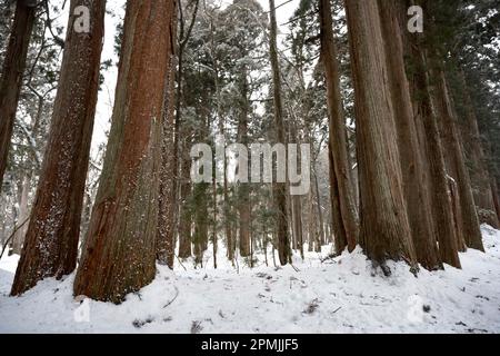 Togakushi, Nagano Prefecture, Japan. 13th Feb, 2023. Snow-covered winter scenes on hiking trails with tall ancient Japanese cedar trees, most of which are over 400 years old.Togakushi (æˆ¸éš å±±) Shrine is a Shinto shrine. The shrine is at the base of Mount Togakushi in MyÅkÅ-Togakushi Renzan National Park. Togakushi Shrine consists of five shrines, known as the lower, middle, and upper shrine area (Togakushi HÅkÅ-sha, Hino-miko-sha, Togakushi ChÅ«-sha, Togakushi Oku-sha and Kuzuryu-sha respectively), each area about 2 km apart.The shrine is dedicated to the god of the mountain, and Stock Photo