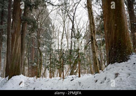 Togakushi, Nagano Prefecture, Japan. 13th Feb, 2023. Snow-covered winter scenes on hiking trails with tall ancient Japanese cedar trees, most of which are over 400 years old.Togakushi (æˆ¸éš å±±) Shrine is a Shinto shrine. The shrine is at the base of Mount Togakushi in MyÅkÅ-Togakushi Renzan National Park. Togakushi Shrine consists of five shrines, known as the lower, middle, and upper shrine area (Togakushi HÅkÅ-sha, Hino-miko-sha, Togakushi ChÅ«-sha, Togakushi Oku-sha and Kuzuryu-sha respectively), each area about 2 km apart.The shrine is dedicated to the god of the mountain, and Stock Photo