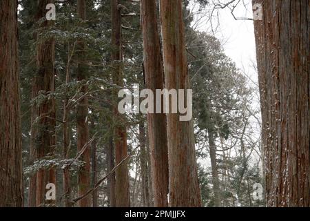 Togakushi, Nagano Prefecture, Japan. 13th Feb, 2023. Snow-covered winter scenes on hiking trails with tall ancient Japanese cedar trees, most of which are over 400 years old.Togakushi (æˆ¸éš å±±) Shrine is a Shinto shrine. The shrine is at the base of Mount Togakushi in MyÅkÅ-Togakushi Renzan National Park. Togakushi Shrine consists of five shrines, known as the lower, middle, and upper shrine area (Togakushi HÅkÅ-sha, Hino-miko-sha, Togakushi ChÅ«-sha, Togakushi Oku-sha and Kuzuryu-sha respectively), each area about 2 km apart.The shrine is dedicated to the god of the mountain, and Stock Photo