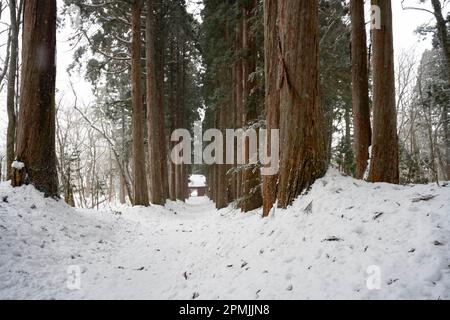 Togakushi, Nagano Prefecture, Japan. 13th Feb, 2023. Snow-covered winter scenes on hiking trails with tall ancient Japanese cedar trees, most of which are over 400 years old.Togakushi (æˆ¸éš å±±) Shrine is a Shinto shrine. The shrine is at the base of Mount Togakushi in MyÅkÅ-Togakushi Renzan National Park. Togakushi Shrine consists of five shrines, known as the lower, middle, and upper shrine area (Togakushi HÅkÅ-sha, Hino-miko-sha, Togakushi ChÅ«-sha, Togakushi Oku-sha and Kuzuryu-sha respectively), each area about 2 km apart.The shrine is dedicated to the god of the mountain, and Stock Photo