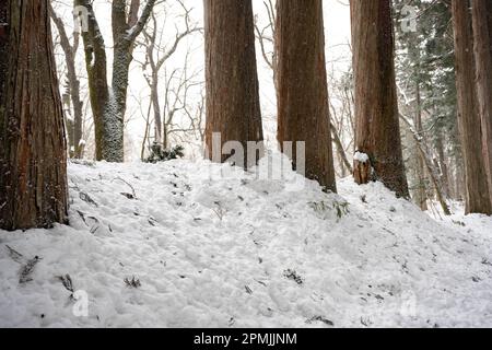 Togakushi, Nagano Prefecture, Japan. 13th Feb, 2023. Snow-covered winter scenes on hiking trails with tall ancient Japanese cedar trees, most of which are over 400 years old.Togakushi (æˆ¸éš å±±) Shrine is a Shinto shrine. The shrine is at the base of Mount Togakushi in MyÅkÅ-Togakushi Renzan National Park. Togakushi Shrine consists of five shrines, known as the lower, middle, and upper shrine area (Togakushi HÅkÅ-sha, Hino-miko-sha, Togakushi ChÅ«-sha, Togakushi Oku-sha and Kuzuryu-sha respectively), each area about 2 km apart.The shrine is dedicated to the god of the mountain, and Stock Photo