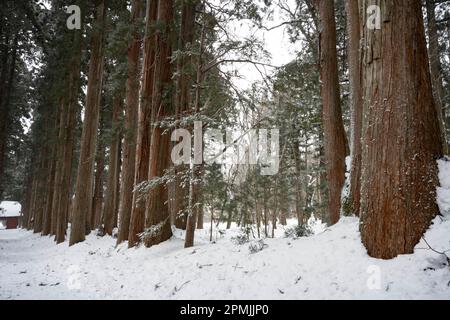 Togakushi, Nagano Prefecture, Japan. 13th Feb, 2023. Snow-covered winter scenes on hiking trails with tall ancient Japanese cedar trees, most of which are over 400 years old.Togakushi (æˆ¸éš å±±) Shrine is a Shinto shrine. The shrine is at the base of Mount Togakushi in MyÅkÅ-Togakushi Renzan National Park. Togakushi Shrine consists of five shrines, known as the lower, middle, and upper shrine area (Togakushi HÅkÅ-sha, Hino-miko-sha, Togakushi ChÅ«-sha, Togakushi Oku-sha and Kuzuryu-sha respectively), each area about 2 km apart.The shrine is dedicated to the god of the mountain, and Stock Photo