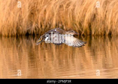 A Juvenile Gadwall duck in the Fall Season flying through a waterway with golden reeds in the background. Stock Photo
